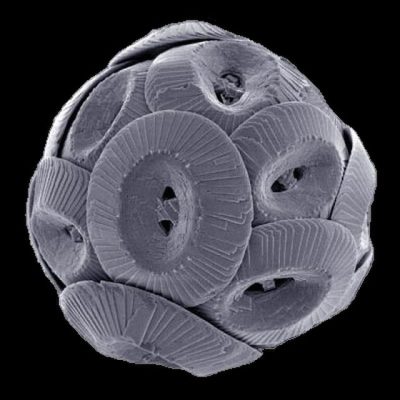 Coccolithus-pelagicus-hg-by-Richard-Lampitt-et-al-licensed-under-CC-2.5